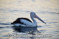 Australian Pelicans Photo - Gary Bell