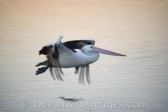 Australian Pelican flying photo Australian Pelican flying photo