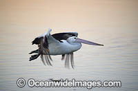 Australian Pelican flying Photo - Gary Bell