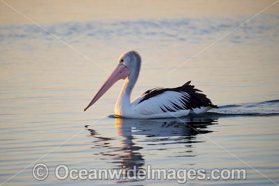 Australian Pelicans photo Australian Pelicans photo