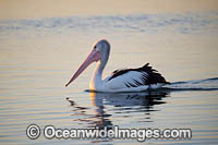 Australian Pelicans Photo - Gary Bell