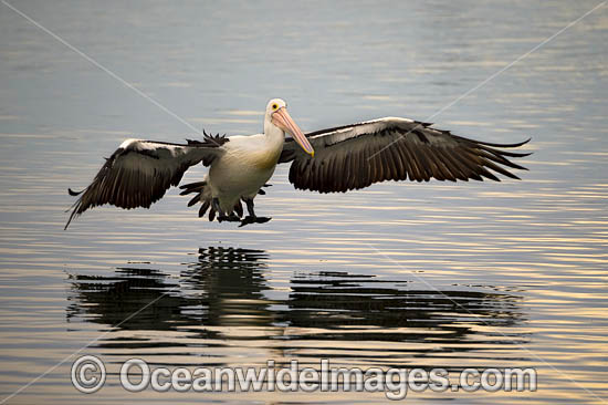 Australian Pelican flying photo Australian Pelican flying photo
