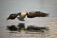 Australian Pelican flying Photo - Gary Bell