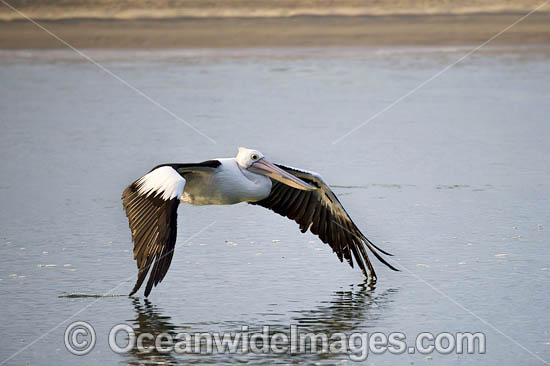 Australian Pelican flying photo Australian Pelican flying photo