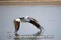 Australian Pelican flying Photo - Gary Bell