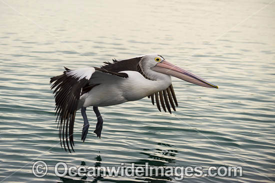 Australian Pelican flying photo Australian Pelican flying photo