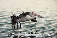 Australian Pelican flying Photo - Gary Bell