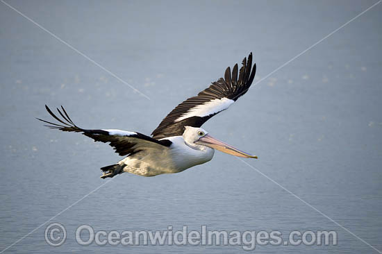Australian Pelican flying photo Australian Pelican flying photo