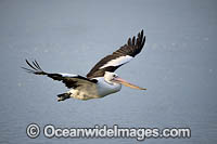 Australian Pelican flying Photo - Gary Bell