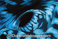 Giant Clam siphon detail Photo - Gary Bell