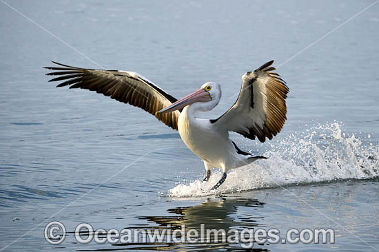 Australian Pelican flying photo Australian Pelican flying photo