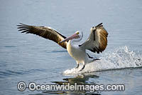 Australian Pelican flying Photo - Gary Bell