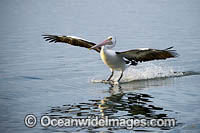 Australian Pelican flying Photo - Gary Bell