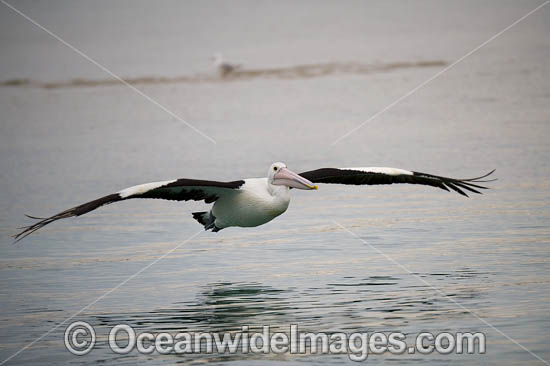 Australian Pelican flying photo Australian Pelican flying photo