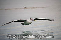 Australian Pelican flying Photo - Gary Bell