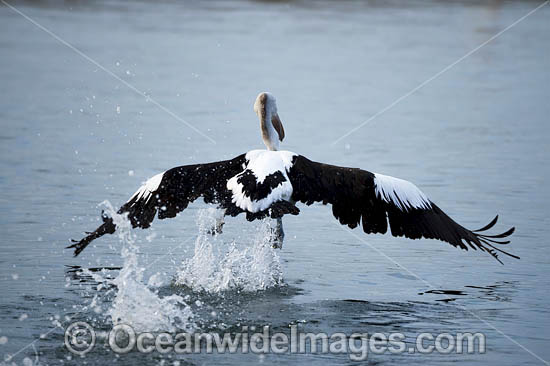 Australian Pelican flying photo Australian Pelican flying photo