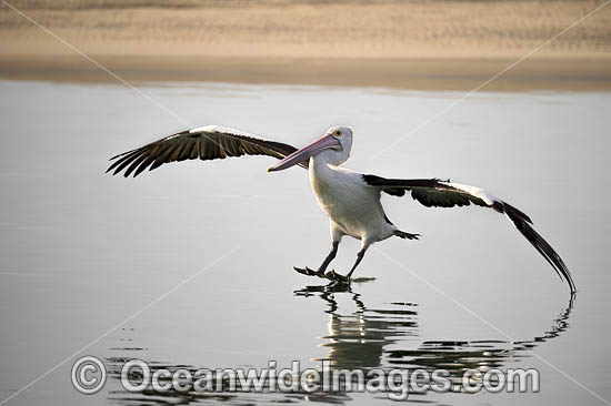 Australian Pelican flying photo Australian Pelican flying photo