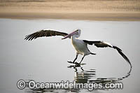 Australian Pelican flying Photo - Gary Bell