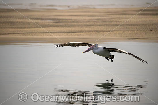 Australian Pelican flying photo Australian Pelican flying photo