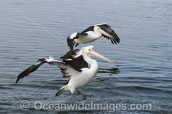 Australian Pelican flying photo Australian Pelican flying photo