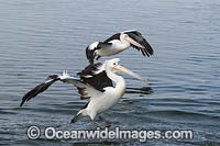 Australian Pelican flying Photo - Gary Bell