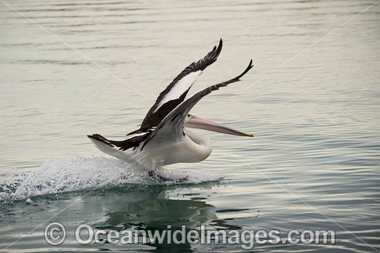 Australian Pelican in flight photo Australian Pelican in flight photo