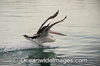Australian Pelican in flight Photo - Gary Bell