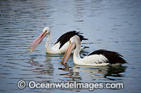 Australian Pelicans Photo - Gary Bell