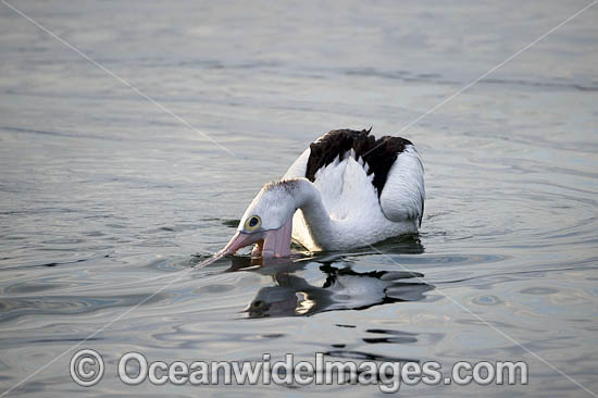 Australian Pelican fishing photo Australian Pelican fishing photo