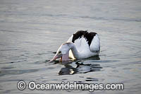 Australian Pelican fishing Photo - Gary Bell