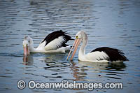 Australian Pelicans fishing Photo - Gary Bell