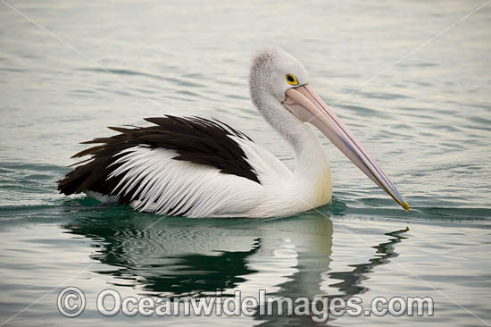 Australian Pelicans photo Australian Pelicans photo