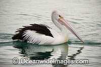 Australian Pelicans Photo - Gary Bell