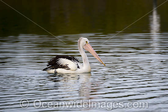 Australian Pelicans photo Australian Pelicans photo