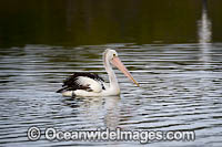 Australian Pelicans Photo - Gary Bell