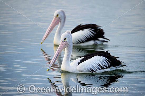 Australian Pelicans photo Australian Pelicans photo