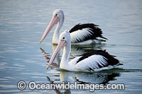 Australian Pelicans Photo - Gary Bell