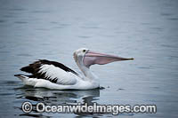 Australian Pelicans Photo - Gary Bell