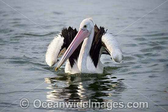 Australian Pelicans photo Australian Pelicans photo