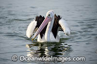 Australian Pelicans Photo - Gary Bell