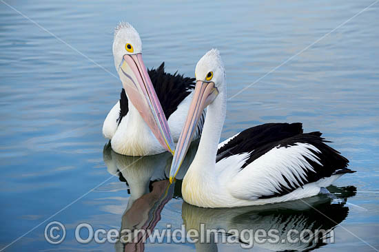 Australian Pelicans photo Australian Pelicans photo