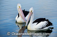 Australian Pelicans Photo - Gary Bell