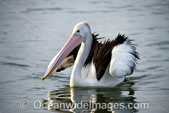 Australian Pelicans photo Australian Pelicans photo