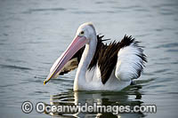 Australian Pelicans Photo - Gary Bell