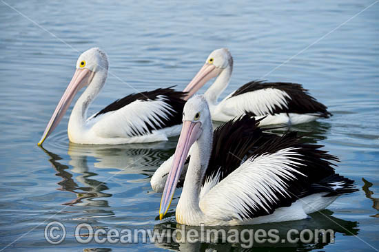 Australian Pelicans photo Australian Pelicans photo
