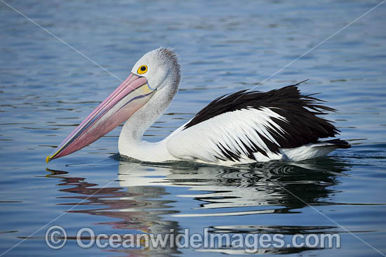 Australian Pelicans photo Australian Pelicans photo