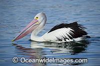 Australian Pelicans Photo - Gary Bell