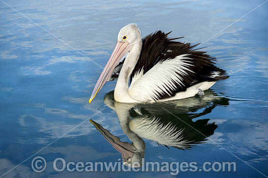Australian Pelicans photo Australian Pelicans photo