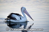 Australian Pelicans Photo - Gary Bell