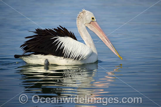Australian Pelicans photo Australian Pelicans photo